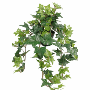 PLANTA MURGÖNA
