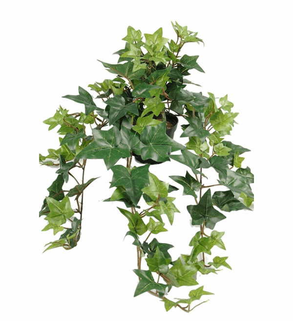 PLANTA MURGÖNA