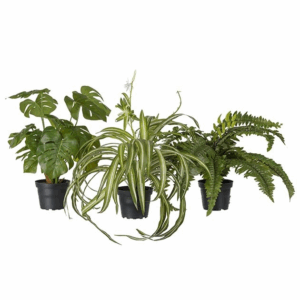 PLANTA GRÖNVÄXT