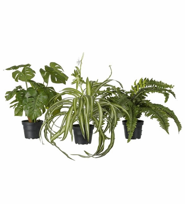 PLANTA GRÖNVÄXT