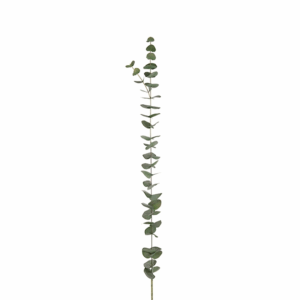 EUCALITO