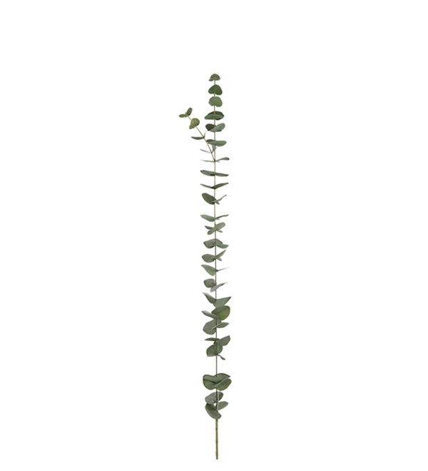 EUCALITO