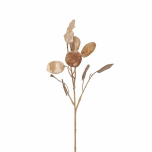 LUNARIA CAMEL