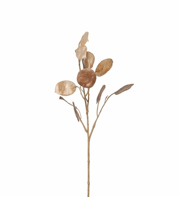 LUNARIA CAMEL